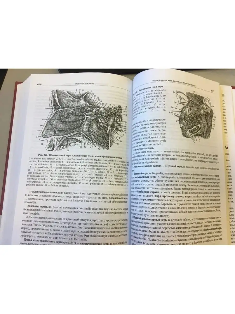 Анатомия человека. Привес. Спб МАПО 100268268 купить за 3 520 ₽ в  интернет-магазине Wildberries