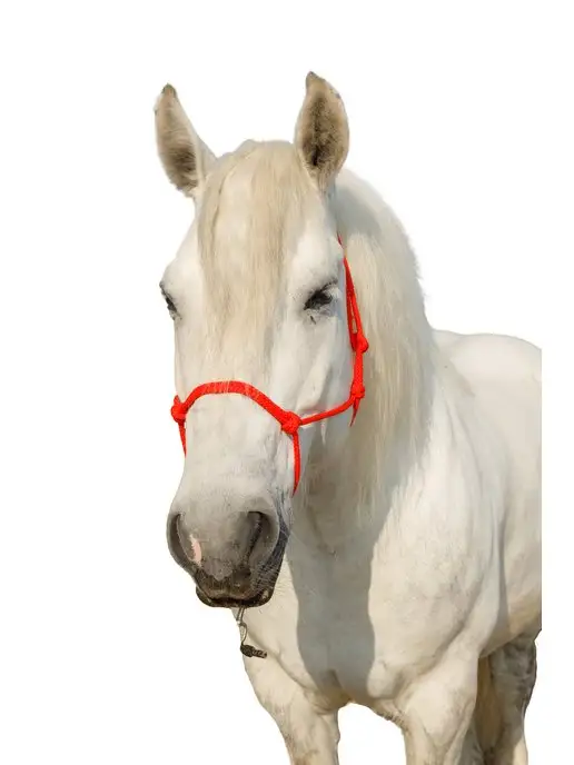 Sweethorse Недоуздок веревочный для лошади, вариант, фото 3