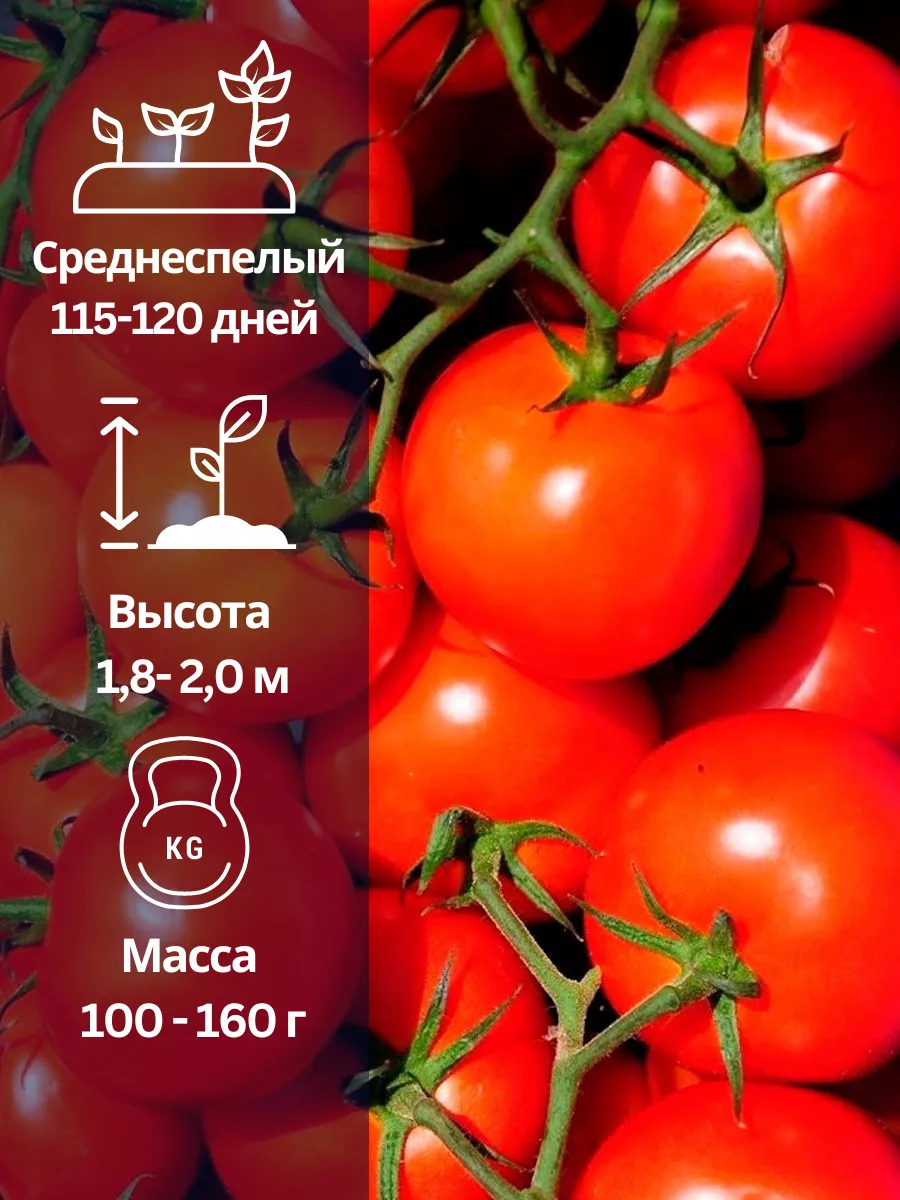 Семена томатов Спрут СеДек 100738052 купить за 246 ₽ в интернет-магазине  Wildberries