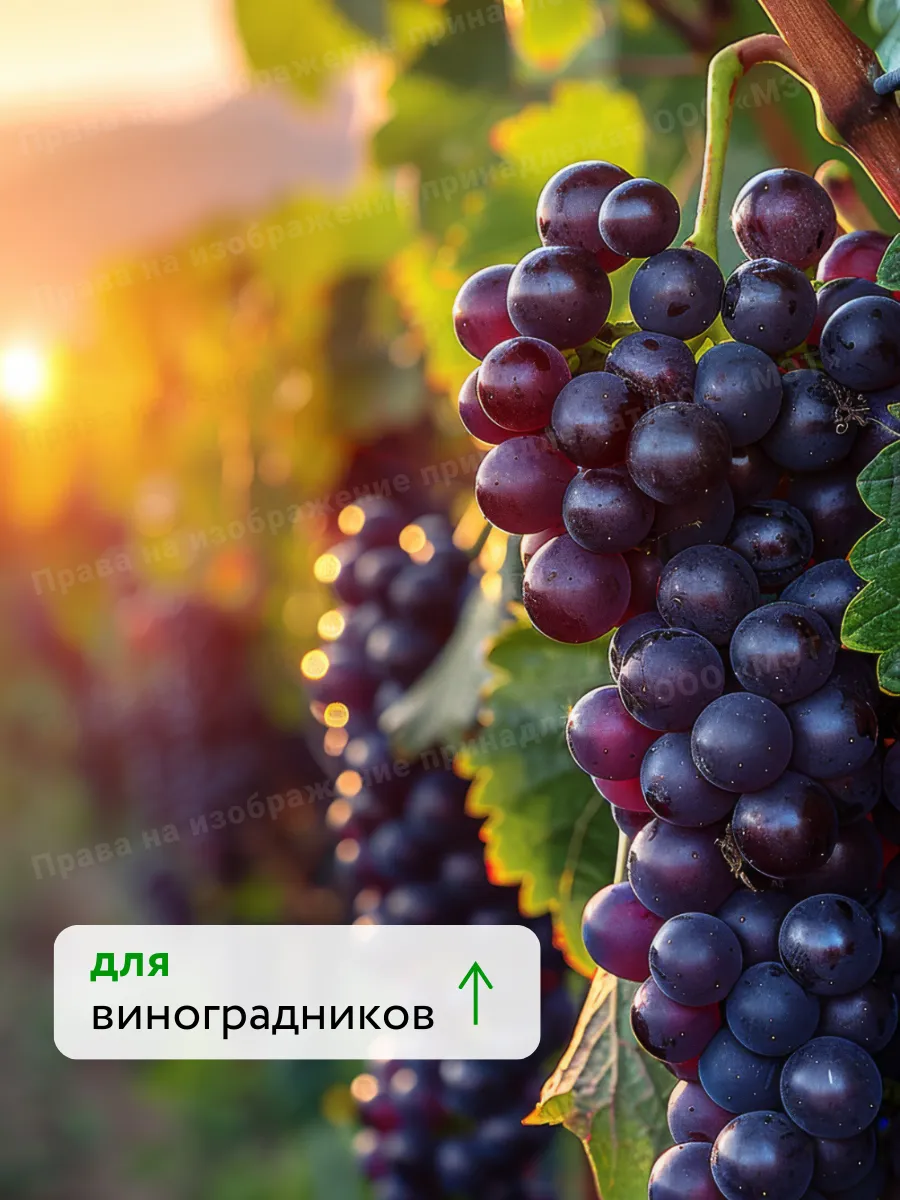 Удобрения для растений огорода и сада Текамин Раис, 250 мл. — фото 9