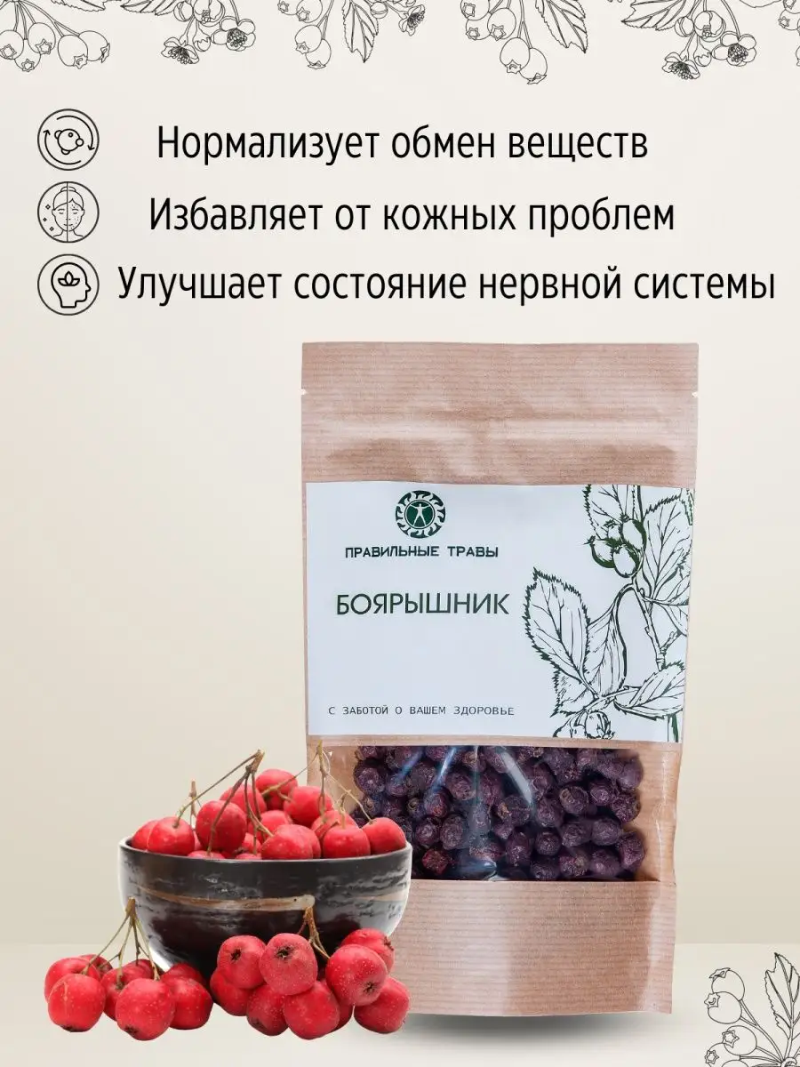 Боярышник – лечебные свойства, выращивание, сушение ягод