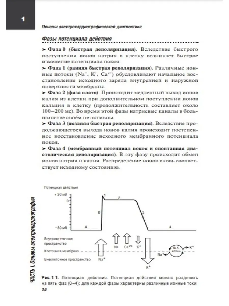 ЭКГ. Карманный справочник ГЭОТАР-Медиа 72242140 купить за 953 ₽ в  интернет-магазине Wildberries