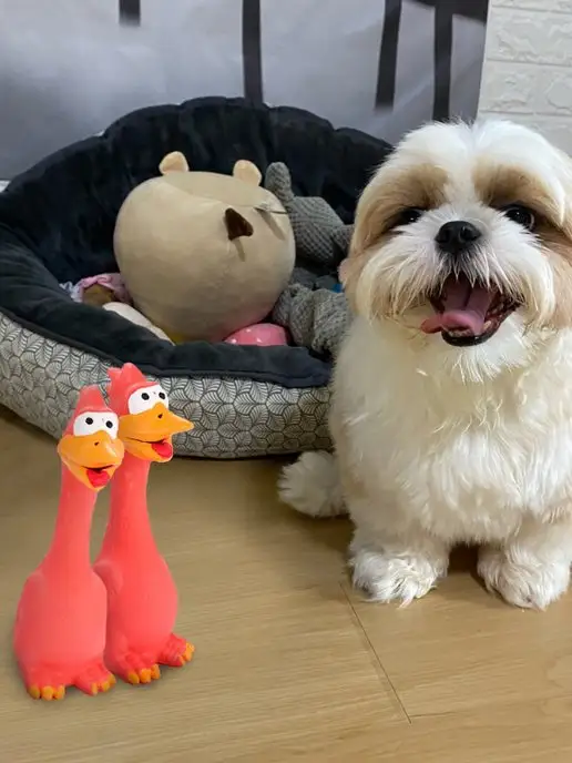 Zoowell Курица пищалка игрушка для собак для зубов развивающая, красный, фото 2