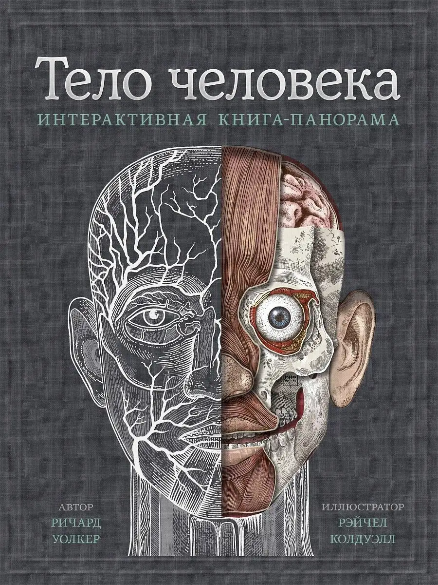 Тело человека. Интерактивная книга-панорама Издательство Манн, Иванов и  Фербер 72456930 купить в интернет-магазине Wildberries