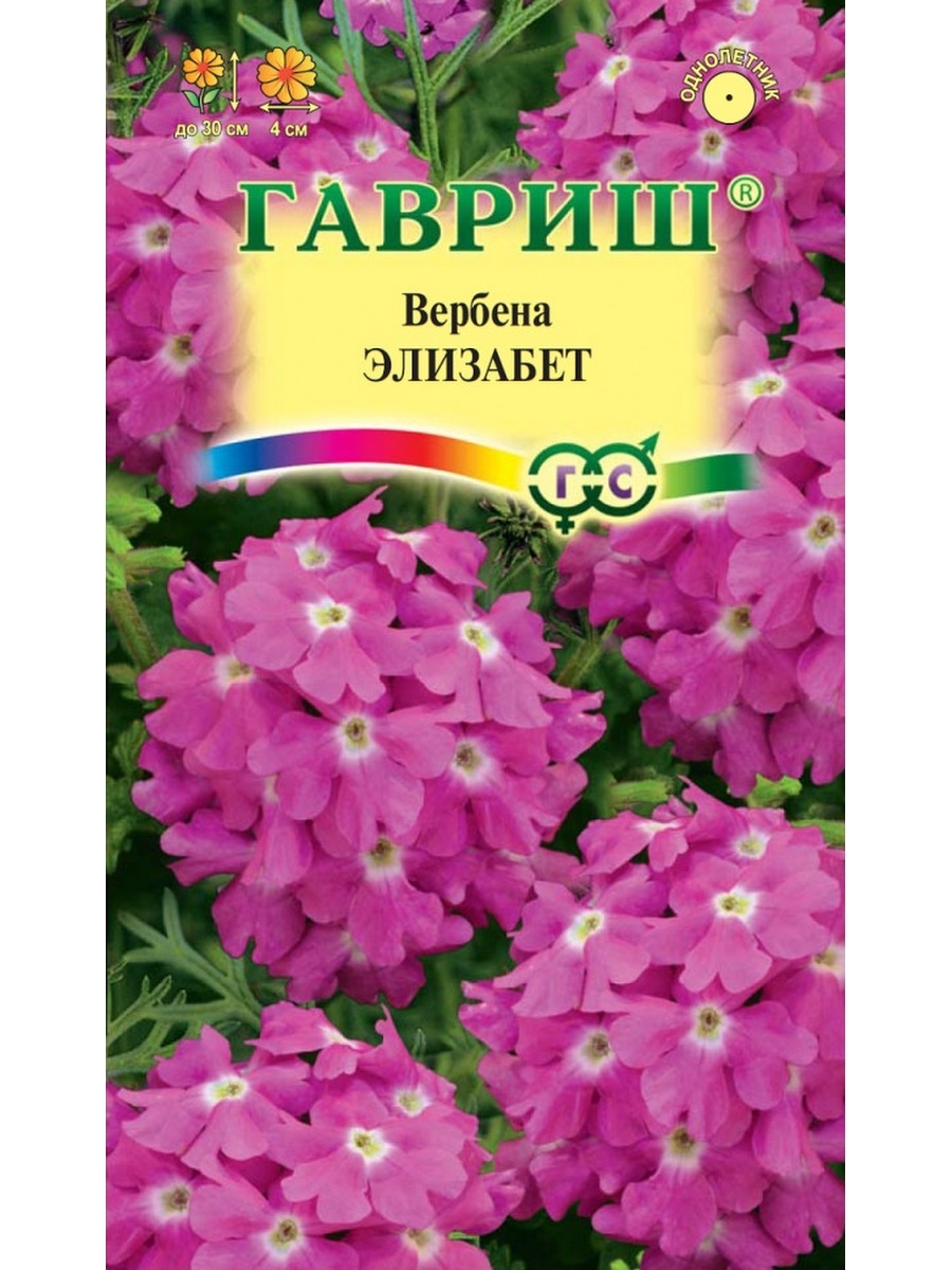 Вербена тонкорассеченная семена. Вербена Элизабет. Вербена Гавриш. Вербена тонкорассеченная Элизабет. Вербена тонкорассеченная.