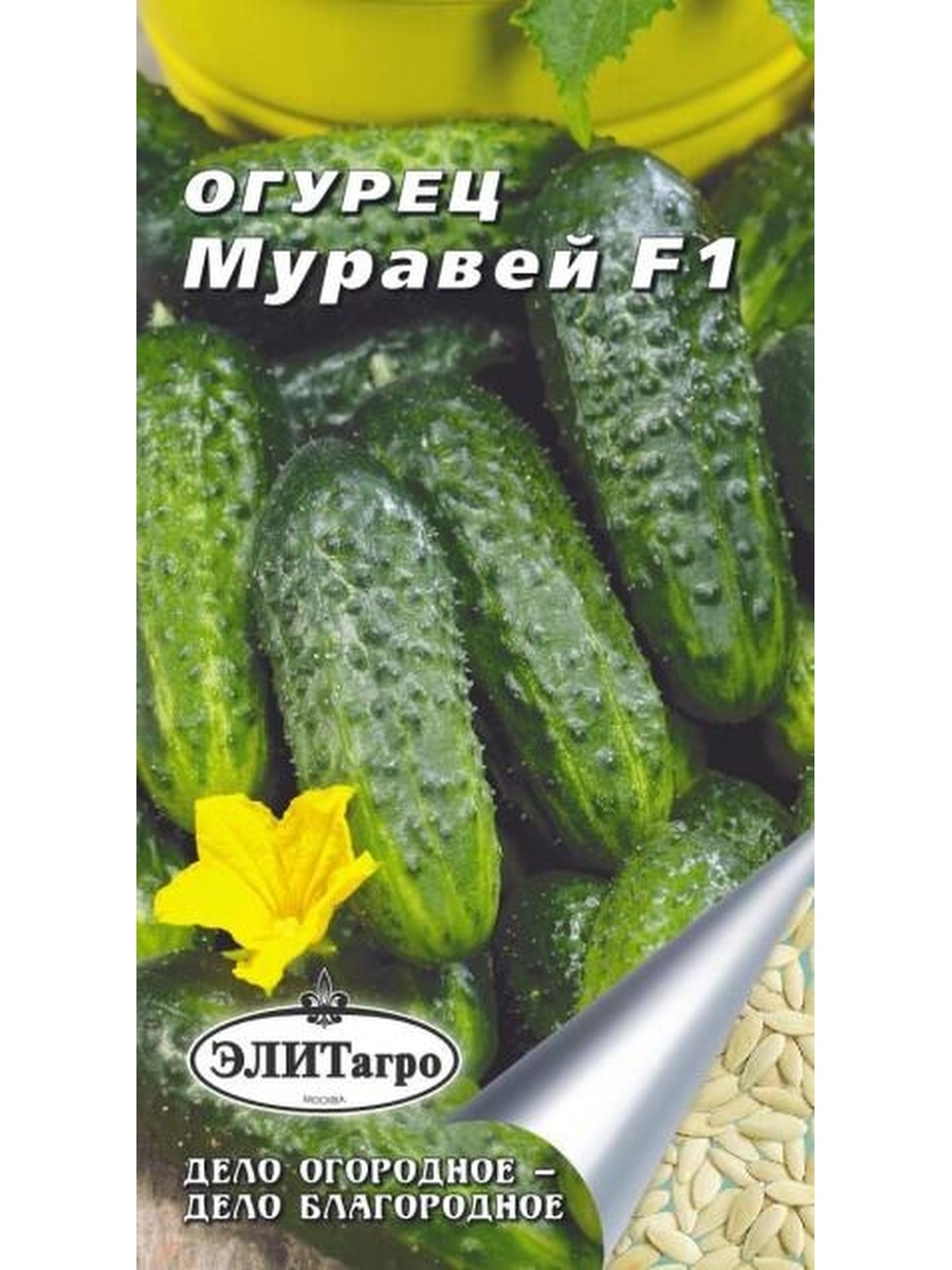 Огурцы сорт муравей. Семена огурец муравей f1 0.3гр. Огурец Муравейник f1. Муравей сорт огурцов. Огурцы сорта муравей.