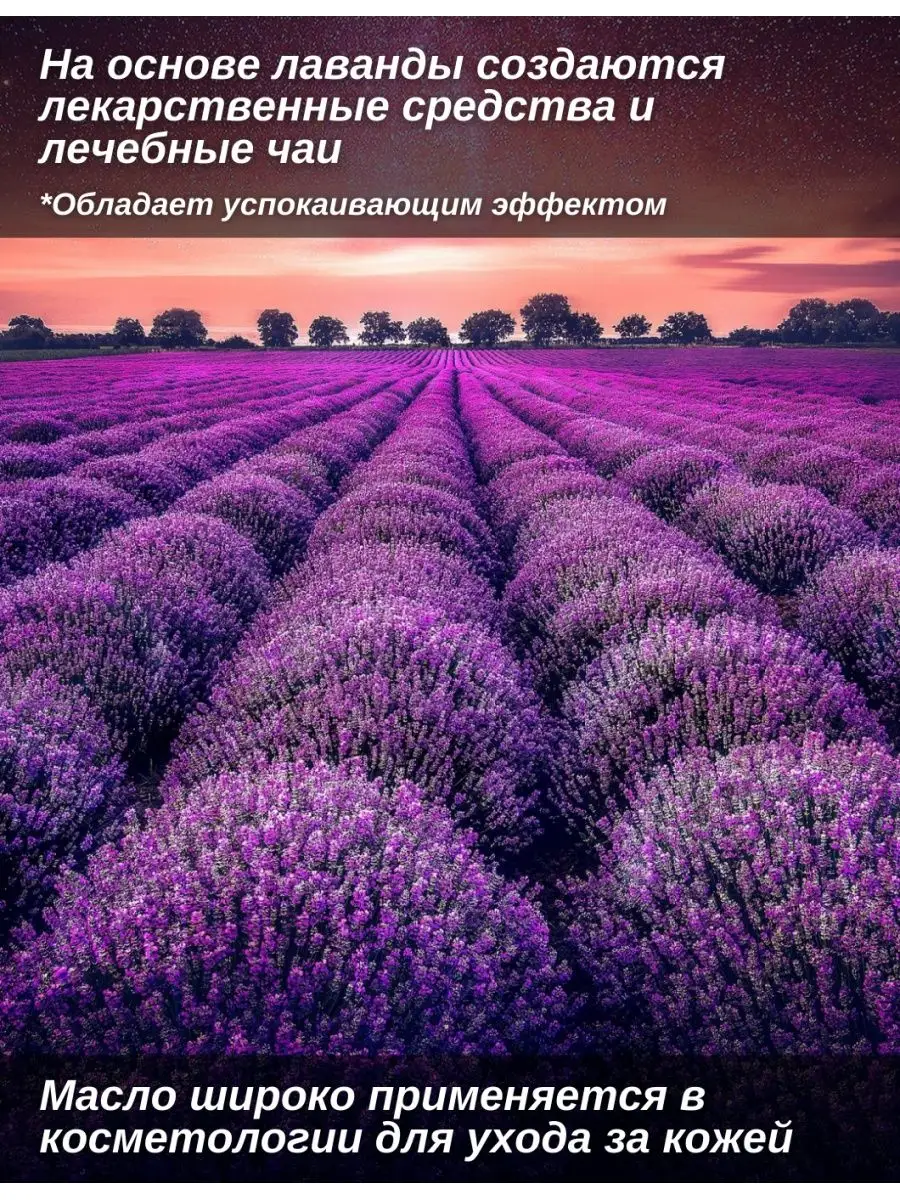 Лаванда Крымский Саженец Бумеранг 72922669 купить за 246 ₽ в  интернет-магазине Wildberries