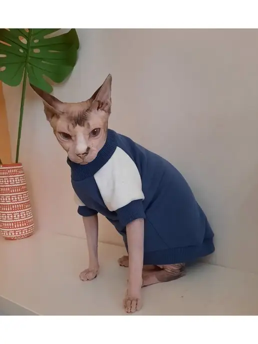 GARB123 Толстовка свитер кофта для кошек сфинкс, одежда для сфинксов, фиолетовый, фото 3
