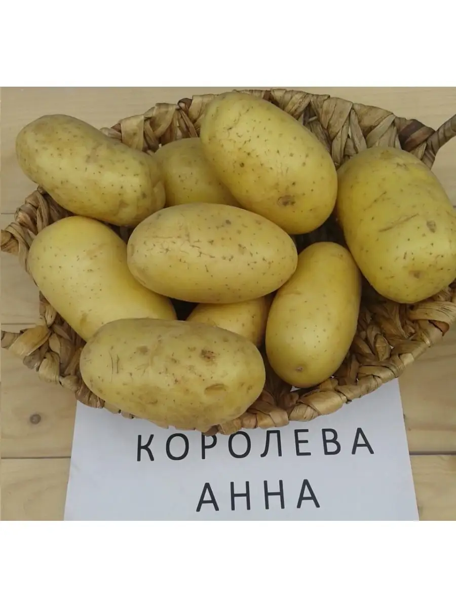 Семенной картофель Королева Анна, клубни, семена. САД и ДАЧА 72966684  купить в интернет-магазине Wildberries