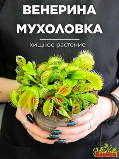 Венерина Мухоловка "Змей Горыныч" (Dionaea muscipula) D12см Exotica 73212889 купить за 2 664 ₽ в интернет-магазине Wildberries