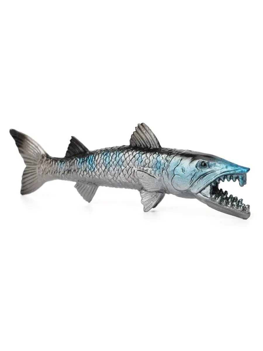 Барракуда (лат. Sphyraena barracuda), фотографии барракуды
