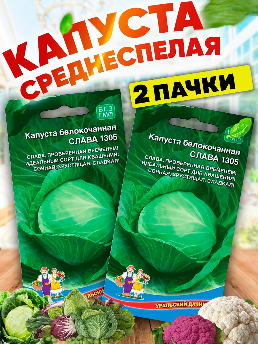 Капуста слава 1305 описание сорта отзывы. Капуста Урожайная Уральский Дачник. Капуста белокочанная Слава 1305. Капуста Слава 1305. Капуста белокочанная Слава.