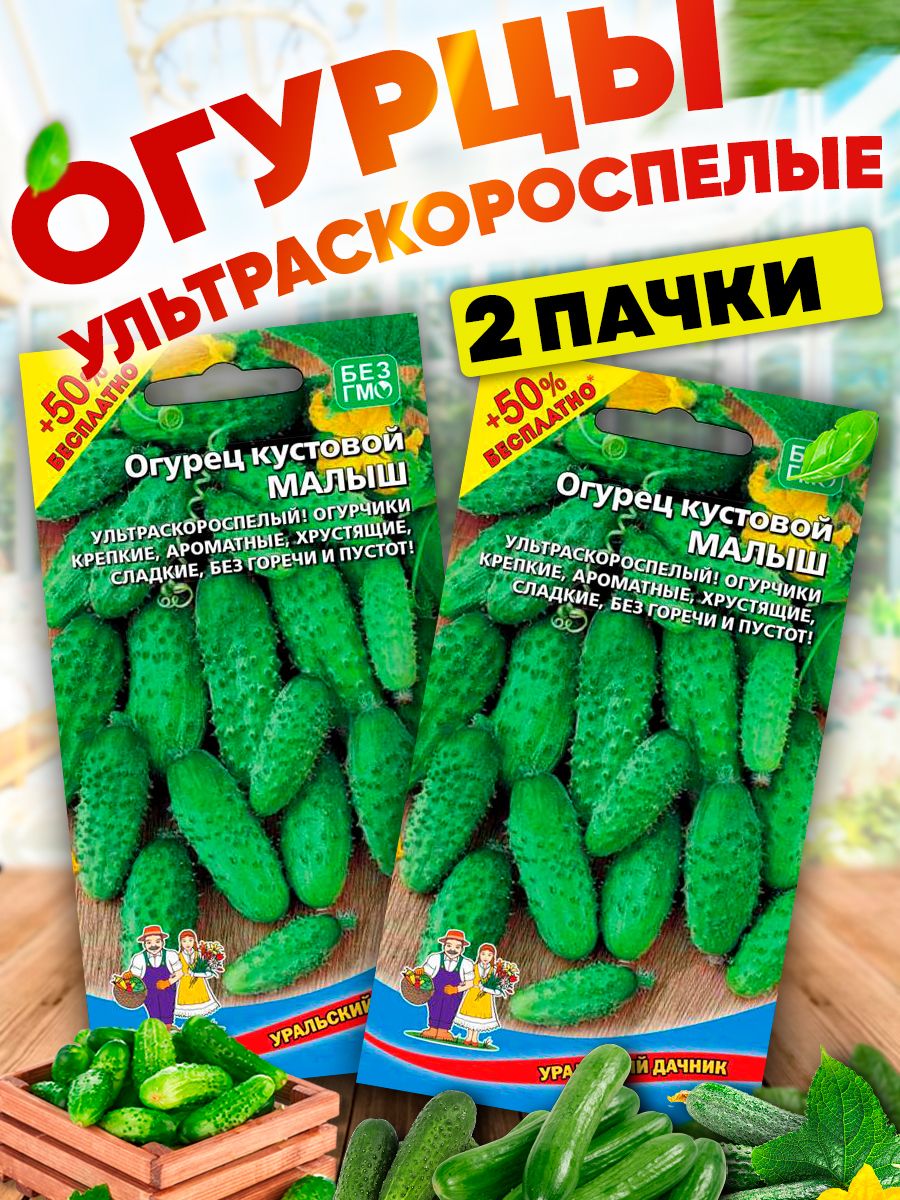 Кустовые огурцы малыш. Огурец ультраскороспелый. Огурец малыш удачные семена. Огурец сахарный малыш.