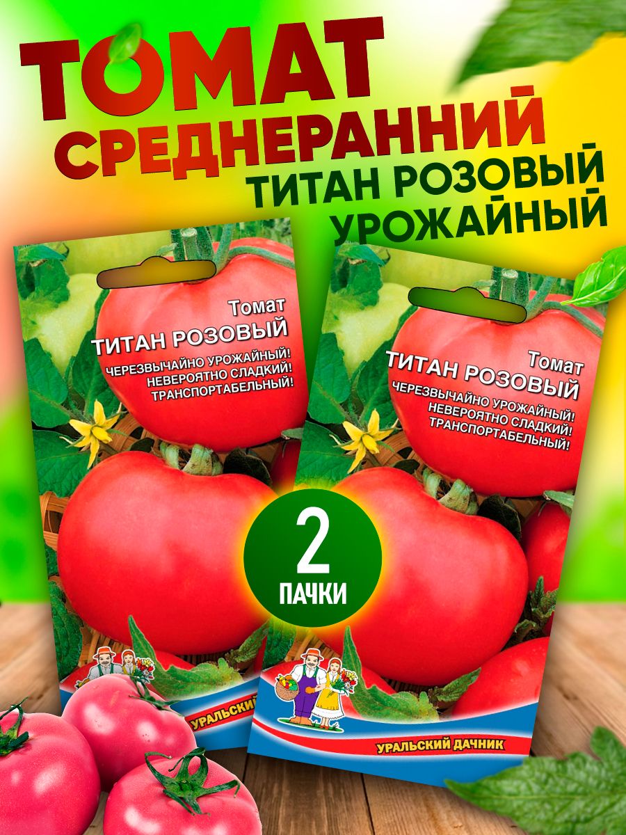 Помидоры титан отзывы фото. Томат Титан. Томат Титан розовый. Титан помидоры описание. Помидор Титан характеристика.