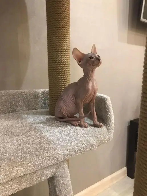 Моя Котя Когтеточка для кошки, серый, фото 8