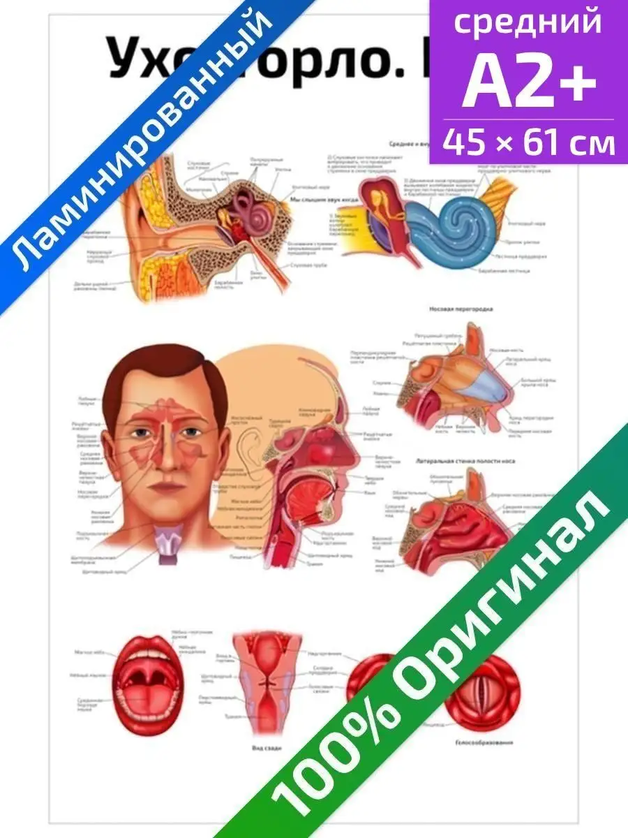 Ухо горло нос анатомический и медицинский плакат А2