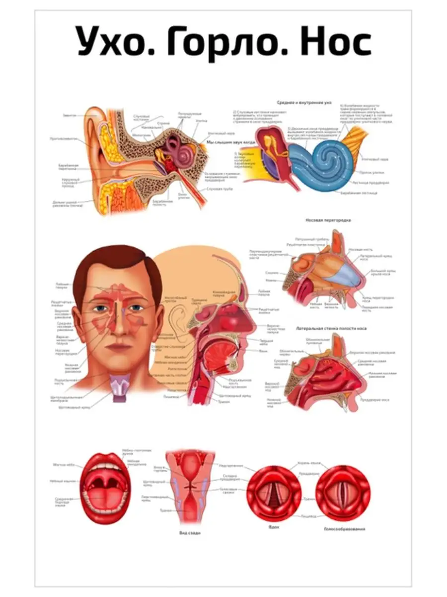 Ухо горло нос анатомический и медицинский плакат 45х61см Квинг 74642894  купить за 467 ₽ в интернет-магазине Wildberries
