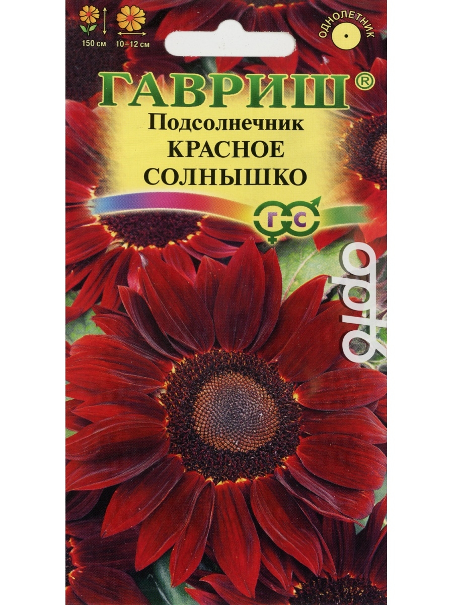 Подсолнечник красный. Подсолнечник красное солнышко Гавриш ц. Подсолнух декоративный семена красное солнышко. Подсолнечник красное солнце. Подсолнечник красное солнышко высота фото.