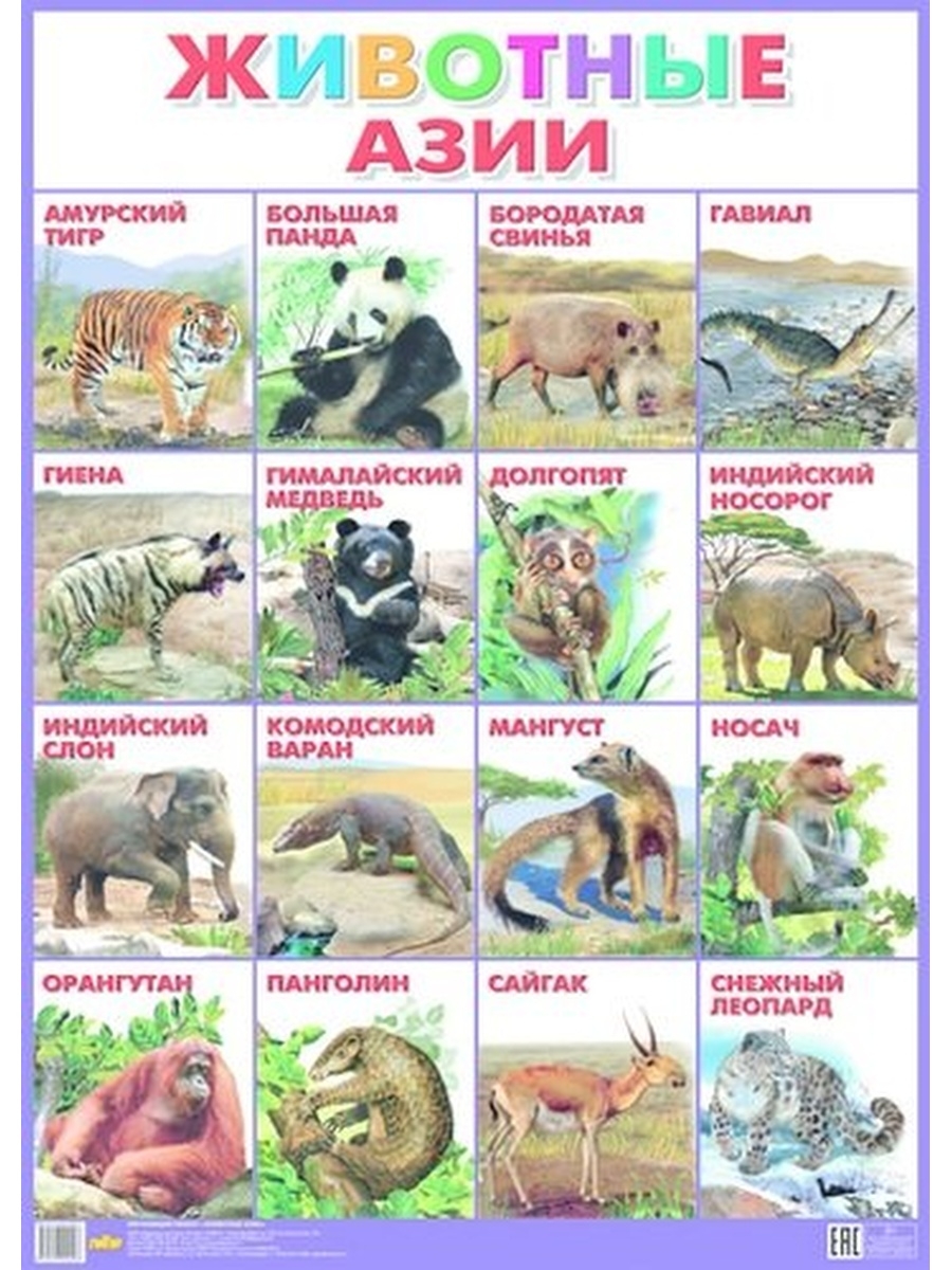Кто живет в евразии. Животные Азии. Животные Азии. Плакат. Животные Азии для детей. Животные Азии список.