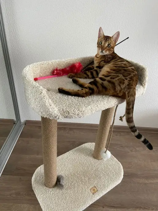Моя Котя Когтеточка для кошки, белый, фото 5