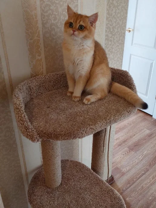 Моя Котя Когтеточка для кошки, бежевый, фото 4