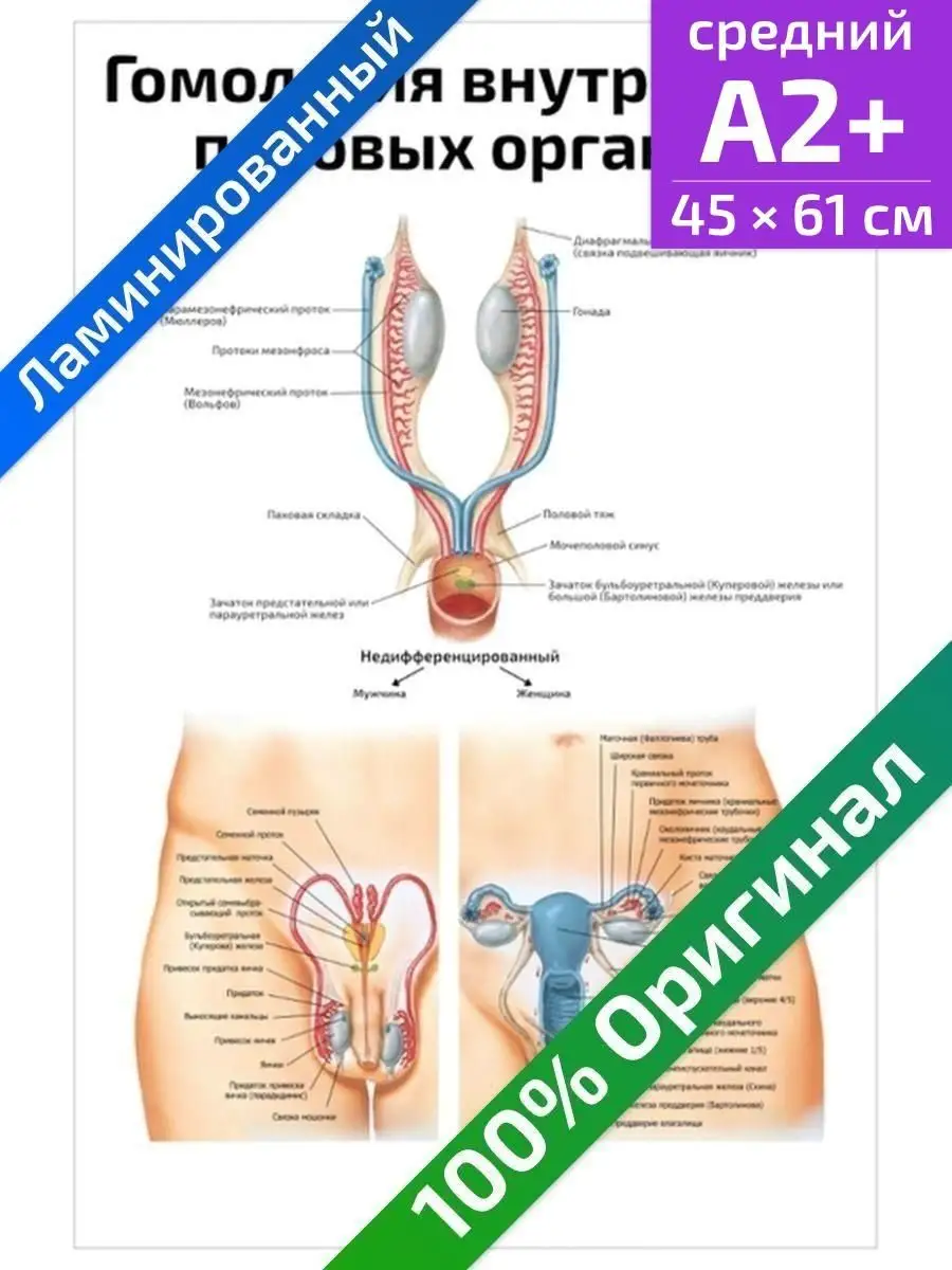 Квинг Гомология внутренних половых органов плакат 45х61см