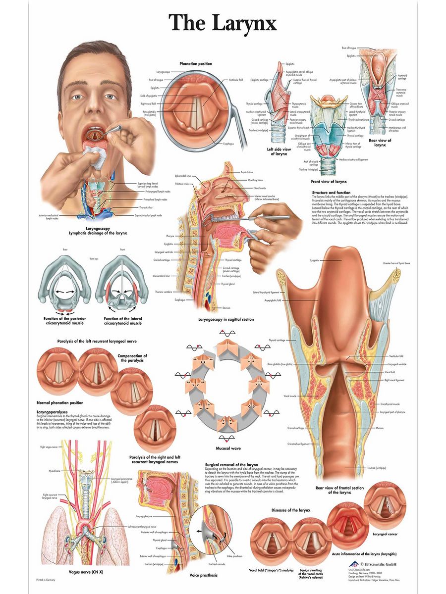 Анатомический плакат. Анатомические плакаты. Анатомические плакаты старые. Анатомический плакат внутренних органов. Плакат анатомия в цифрах.