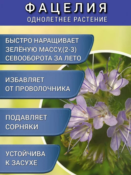 АГРОУСПЕХ Фацелия сидерат семена для огорода, медонос 0,5 кг, 1 шт, 500 г, 1 шт, фото 2