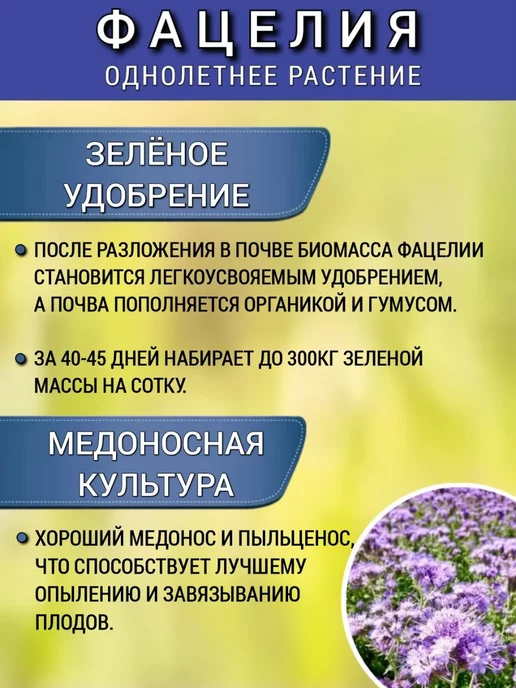АГРОУСПЕХ Фацелия сидерат семена для огорода, медонос 0,5 кг, 1 шт, 500 г, 1 шт, фото 3