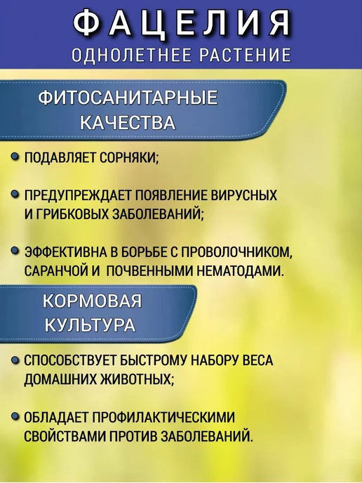 АГРОУСПЕХ Фацелия сидерат семена для огорода, медонос 0,5 кг, 1 шт, 500 г, 1 шт, фото 4