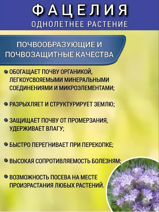 АГРОУСПЕХ Фацелия сидерат семена для огорода, медонос 0,5 кг, 1 шт, 500 г, 1 шт, фото 5