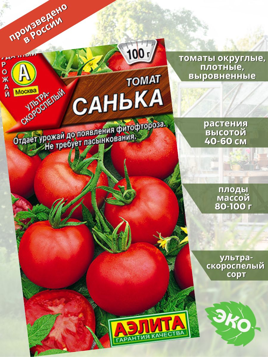 Томат клеопатра. Томат Санька на балконе. Помидор Санька высота взрослого. Санька томат описание фото отзывы.