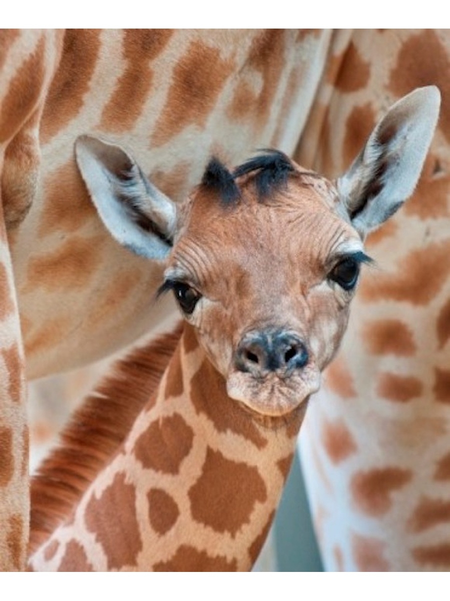 Сколько всего детенышей жирафа родилось за два. Жираф. Маленький Жираф. Жираф фото. Детеныш жирафа.