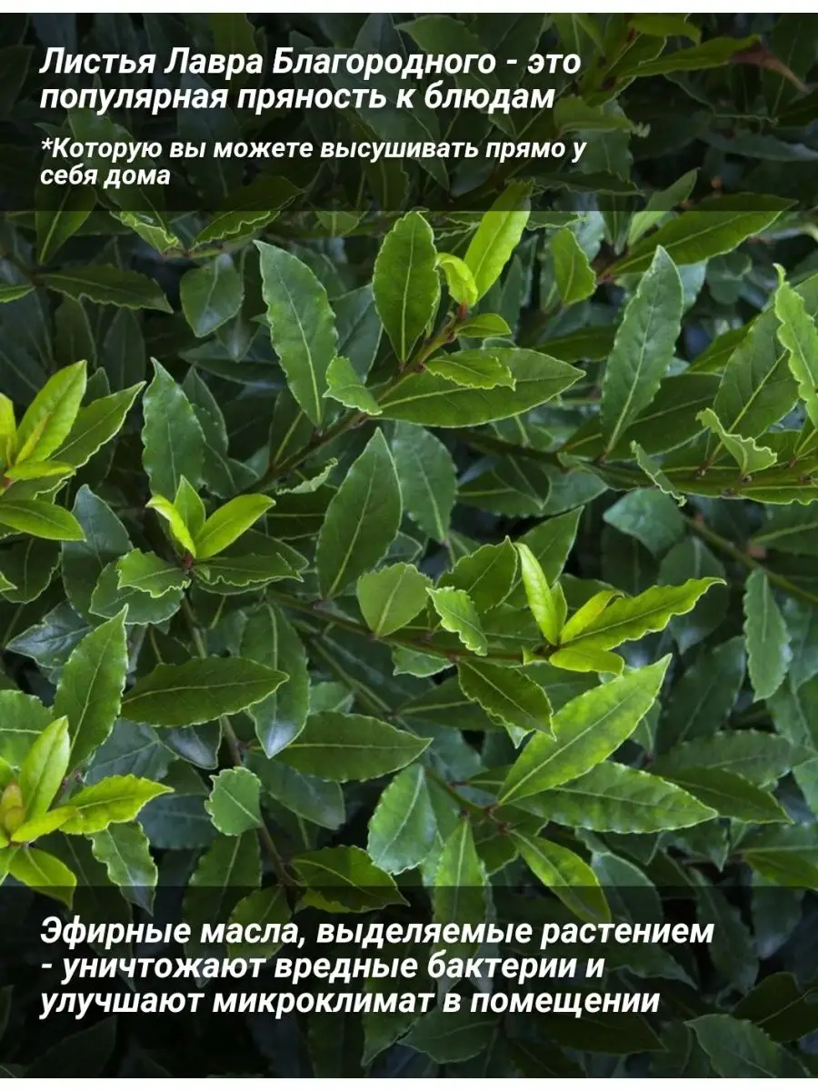 Лавр Благородный Крымский Саженец Бумеранг 76582225 купить за 315 ₽ в  интернет-магазине Wildberries
