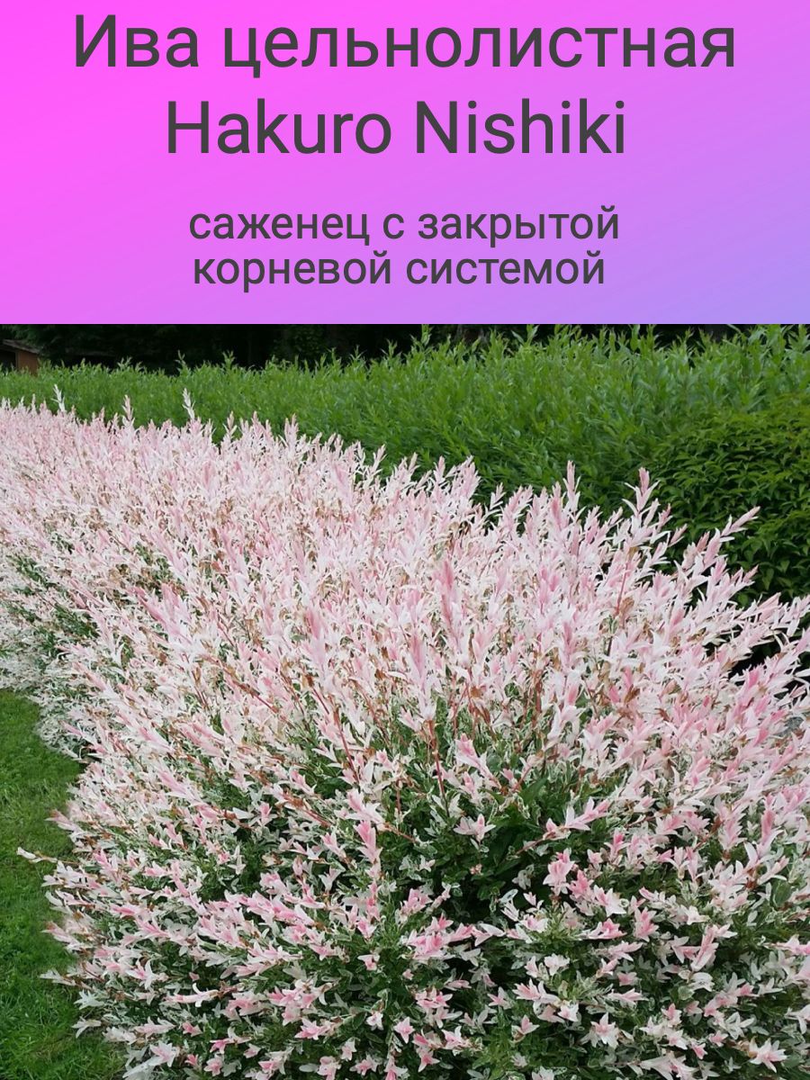 Ива цельнолистная Hakuro Nishiki. Ива Хакуро нишики кустовая. Ива цельнолистная Фламинго.