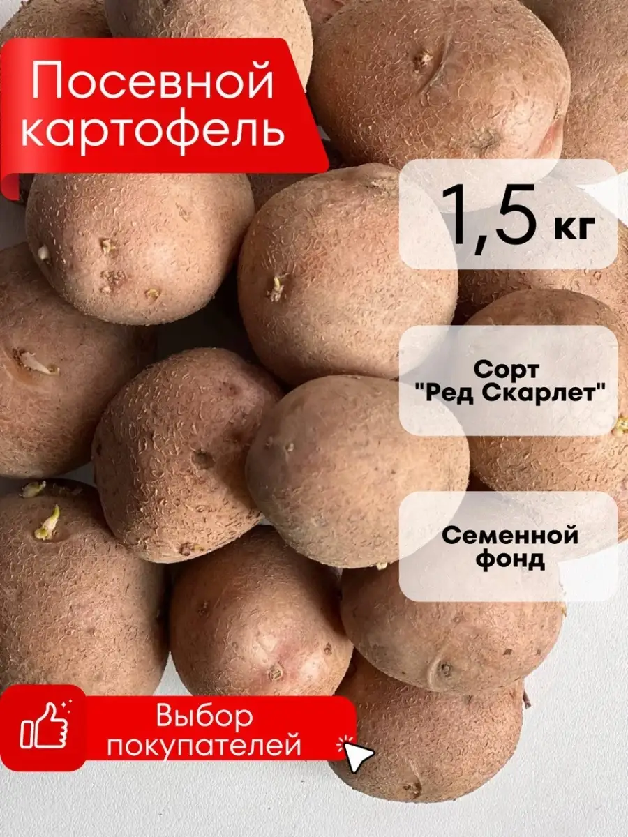 Где В Липецке Можно Купить Семенной Картофель