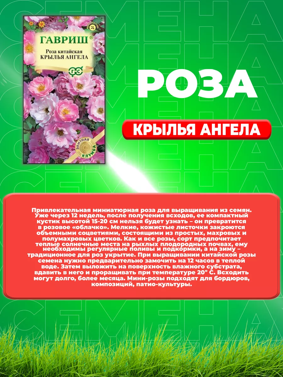 Роза Китайская Крылья Ангела Фото