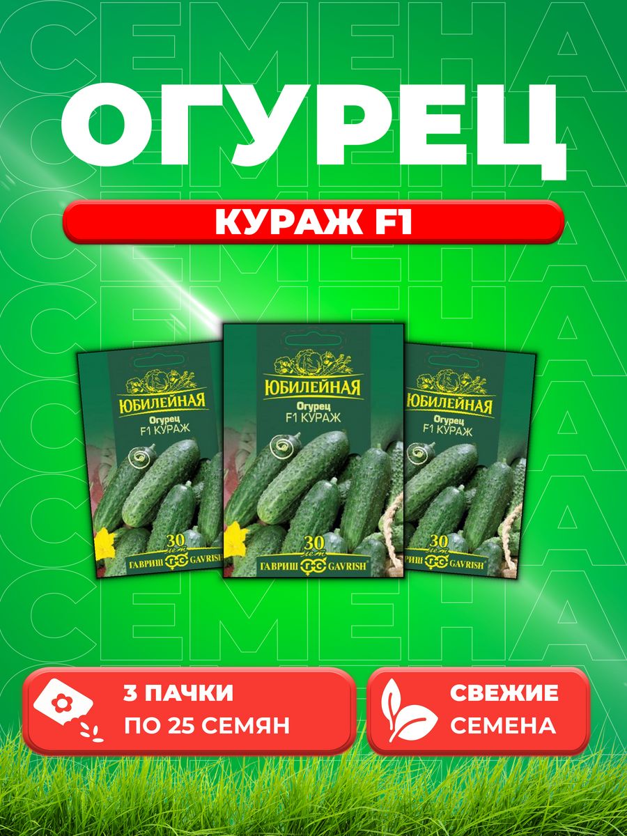 Сорт огурцов кураж f1 описание и отзывы. Огурец Кураж f1. Огурец Кураж f1 описание. Огурцы Кураж описание. Огурцы Кураж отзывы.