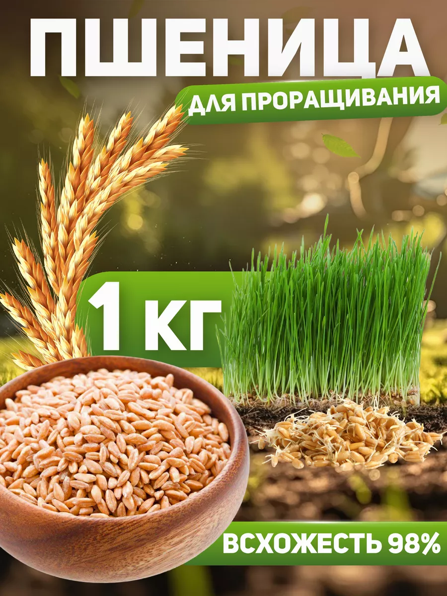 Пшеница для проращивания 1 кг