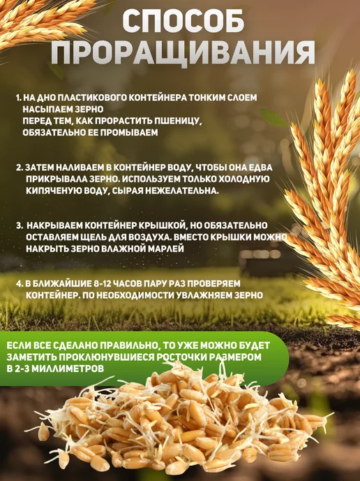 Алтайские угодья Пшеница для проращивания 1 кг, 1 кг, фото 4