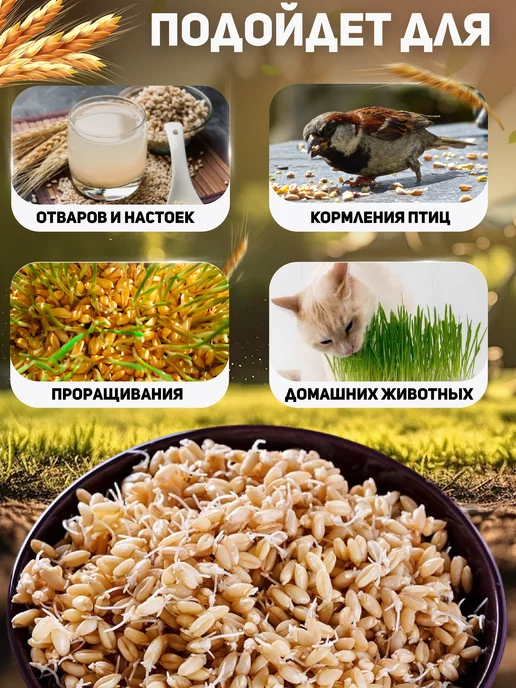 Алтайские угодья Пшеница для проращивания 1 кг, 1 кг, фото 6