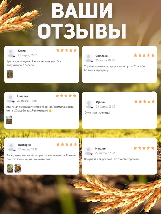 Алтайские угодья Пшеница для проращивания 1 кг, 1 кг, фото 7
