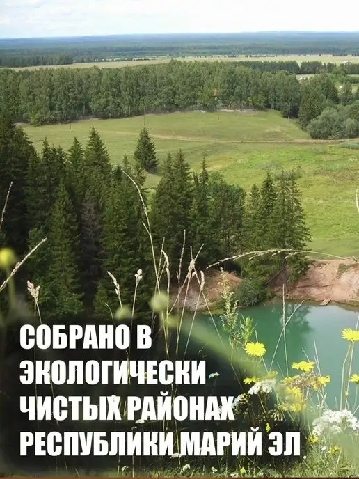 Дубовый Веник Веники для бани березовые банные 8 штук, вариант, фото 2