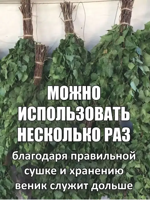 Дубовый Веник Веники для бани березовые банные 8 штук, вариант, фото 6