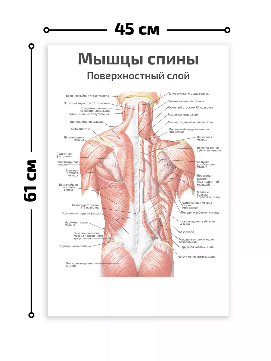 Мышцы спины спорт анатомия