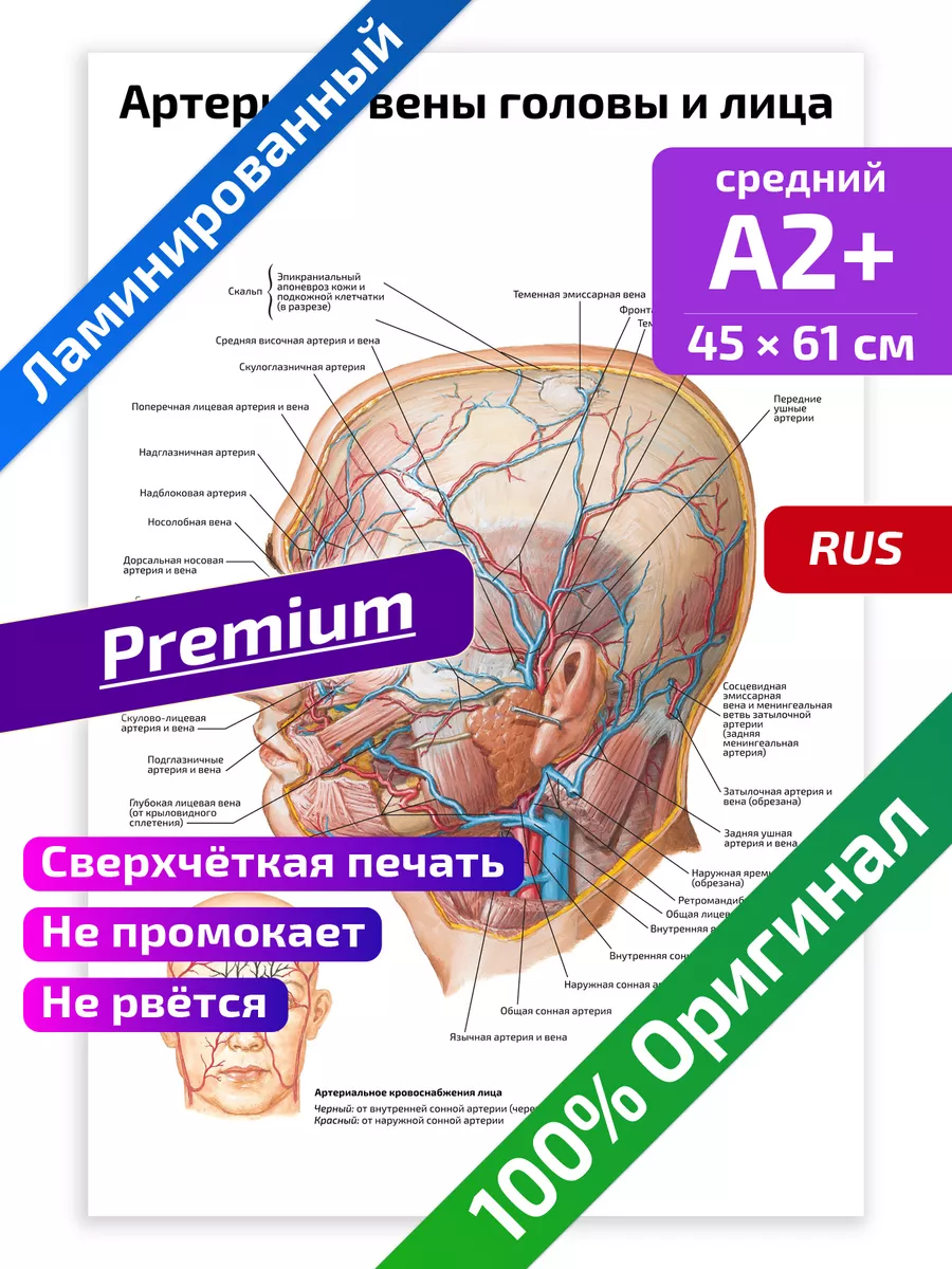 Артерии и вены головы и лица медицинский плакат 45х61см Квинг 78558003  купить за 467 ₽ в интернет-магазине Wildberries