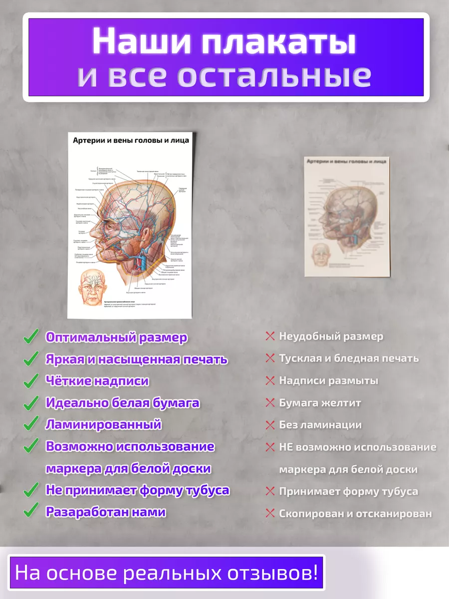 Артерии и вены головы и лица медицинский плакат 45х61см Квинг 78558003  купить за 467 ₽ в интернет-магазине Wildberries