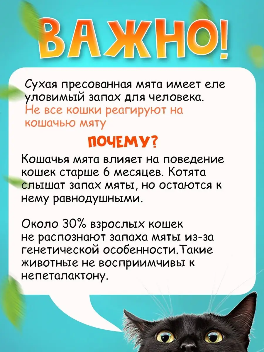 Вредна ли кошкам мята. Кошачья мята информация. Мята для кошек зачем. Мята для кошек зачем нужна. Кошачья мята для кошек польза.