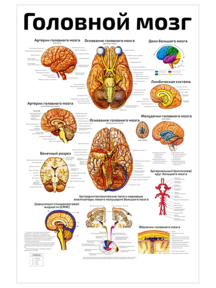 Квинг Головной мозг подробно анатомический плакат 45х61см