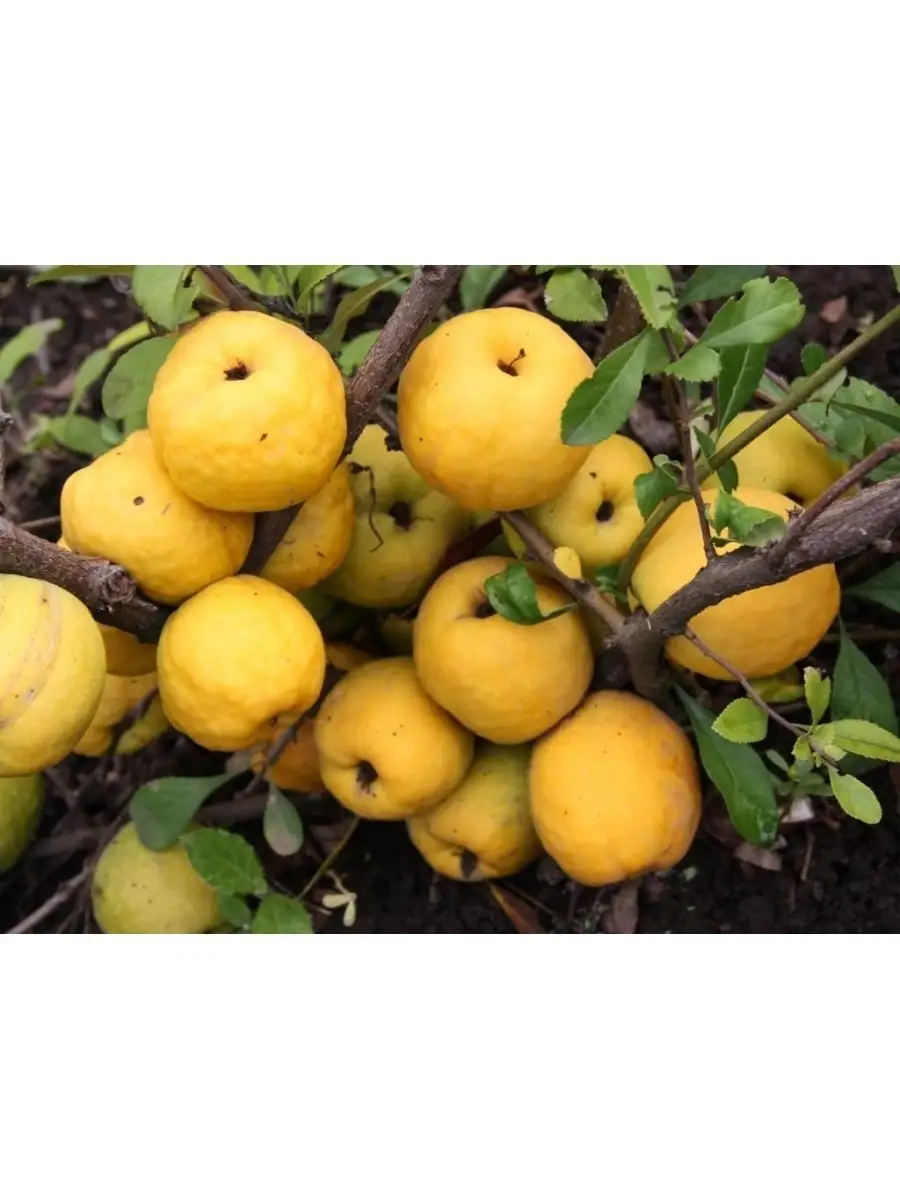 Когда снимать айву японскую. Когда снимать айву японскую. Айва японская посадка. Айва великолепная камео. Обрезка айвы японской весной.